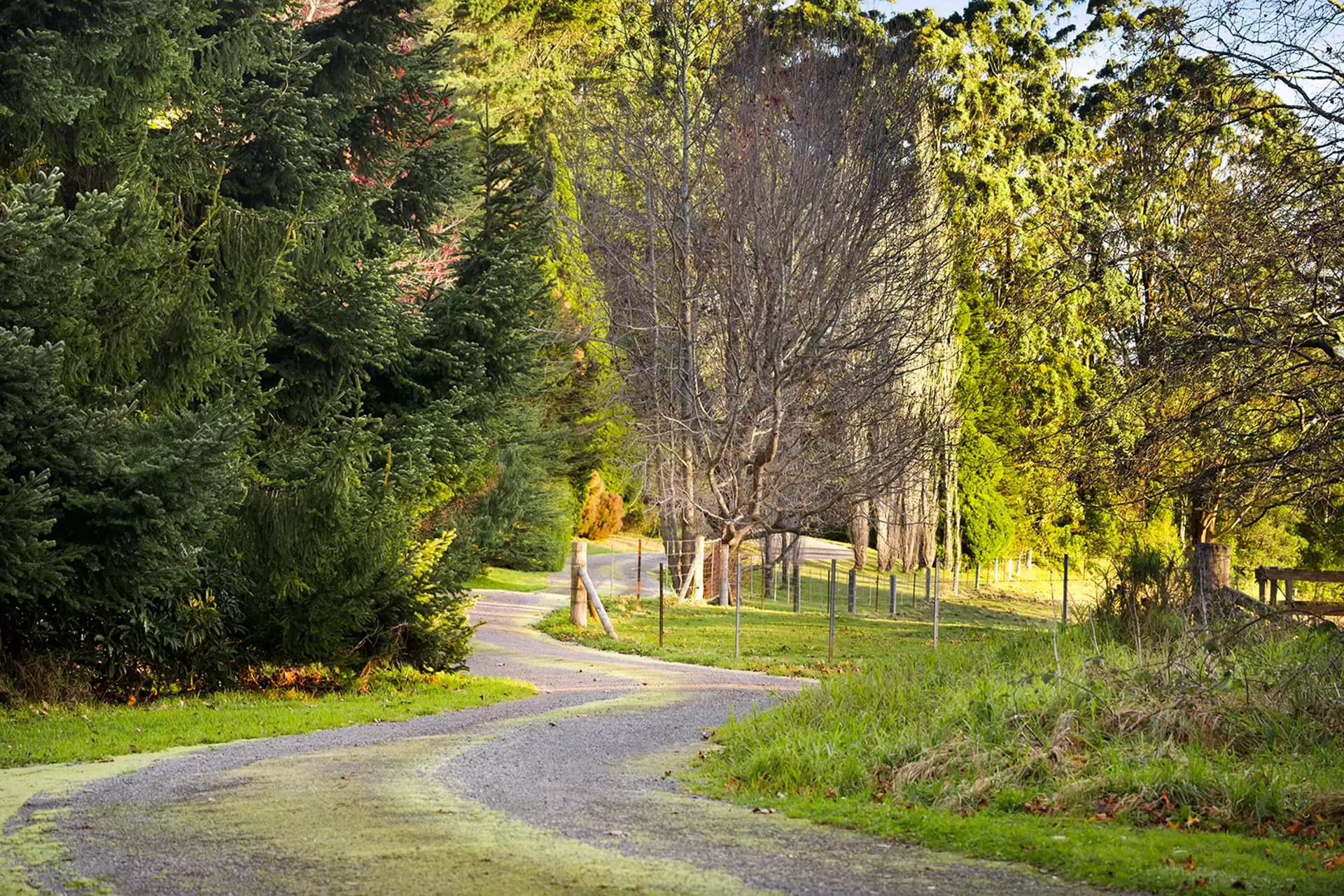 421 Myra Vale Road, Wildes Meadow For Sale by Drew Lindsay Sotheby's International Realty - image 8