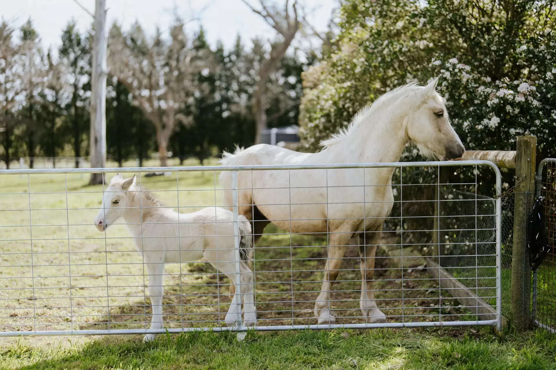 Moss Vale For Sale by Drew Lindsay Sotheby's International Realty - image 24