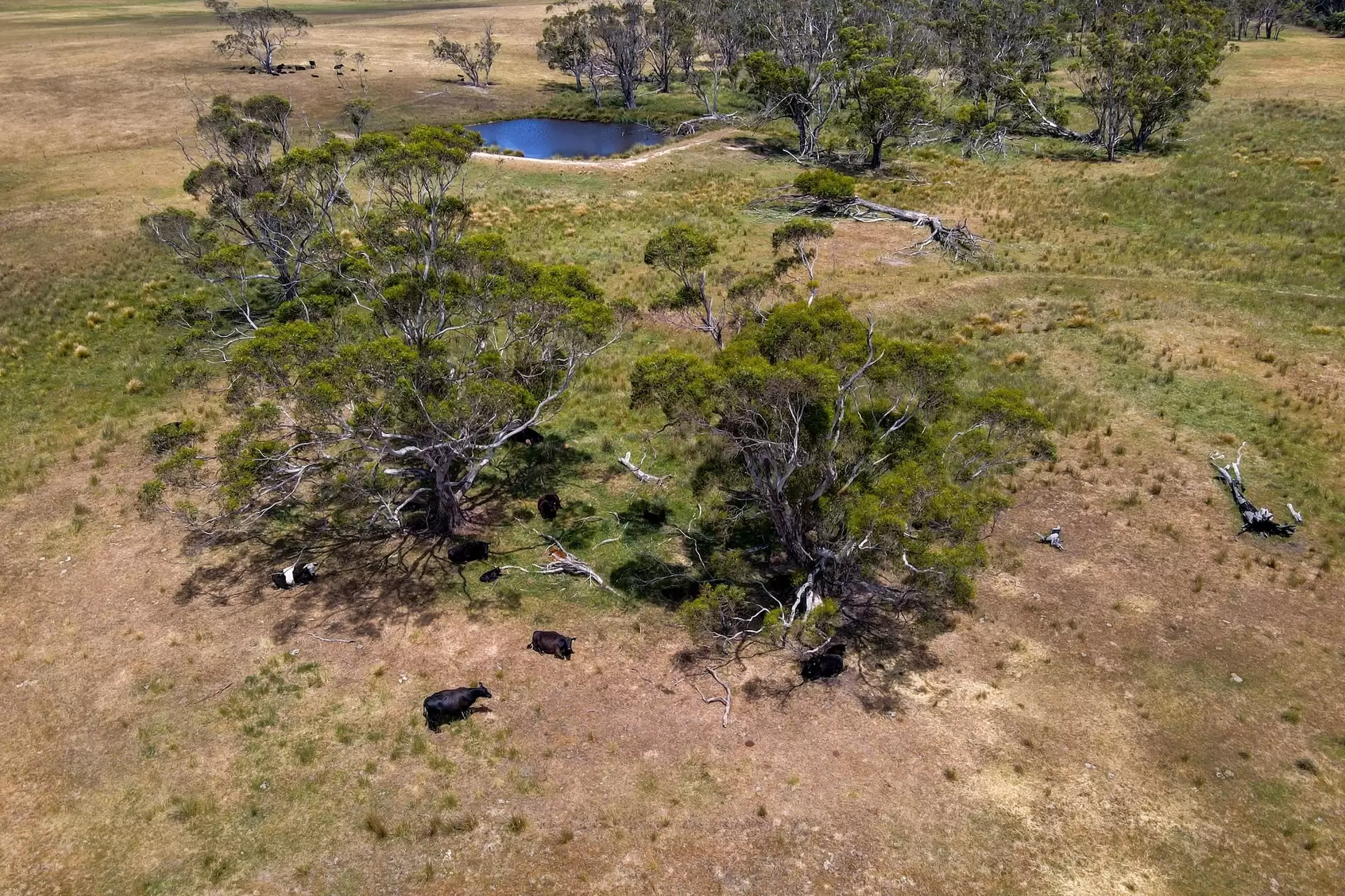 1154 Goulburn Road, Boro For Sale by Drew Lindsay Sotheby's International Realty - image 23