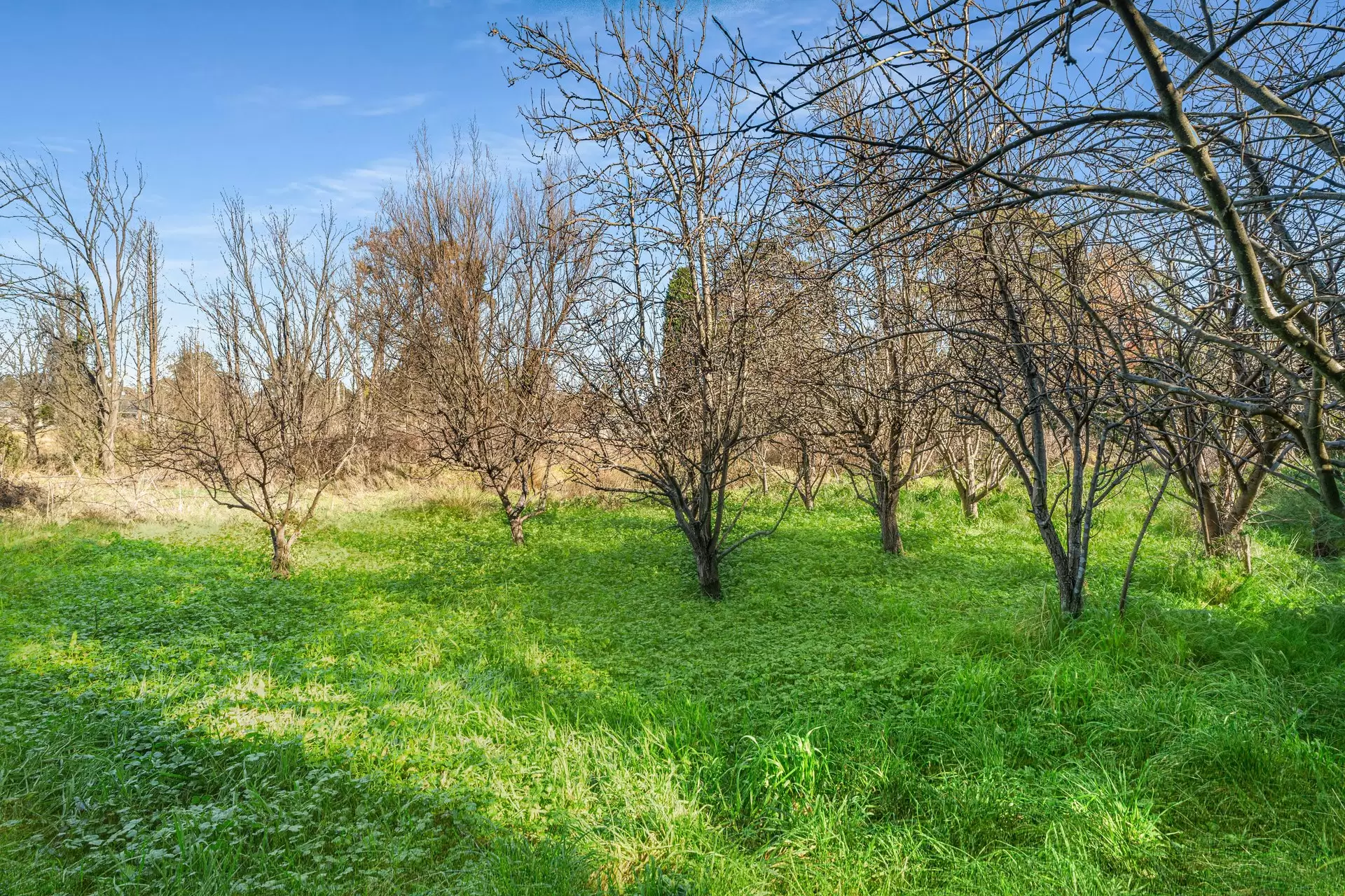 159 Bowral Street, Bowral Auction by Drew Lindsay Sotheby's International Realty - image 13