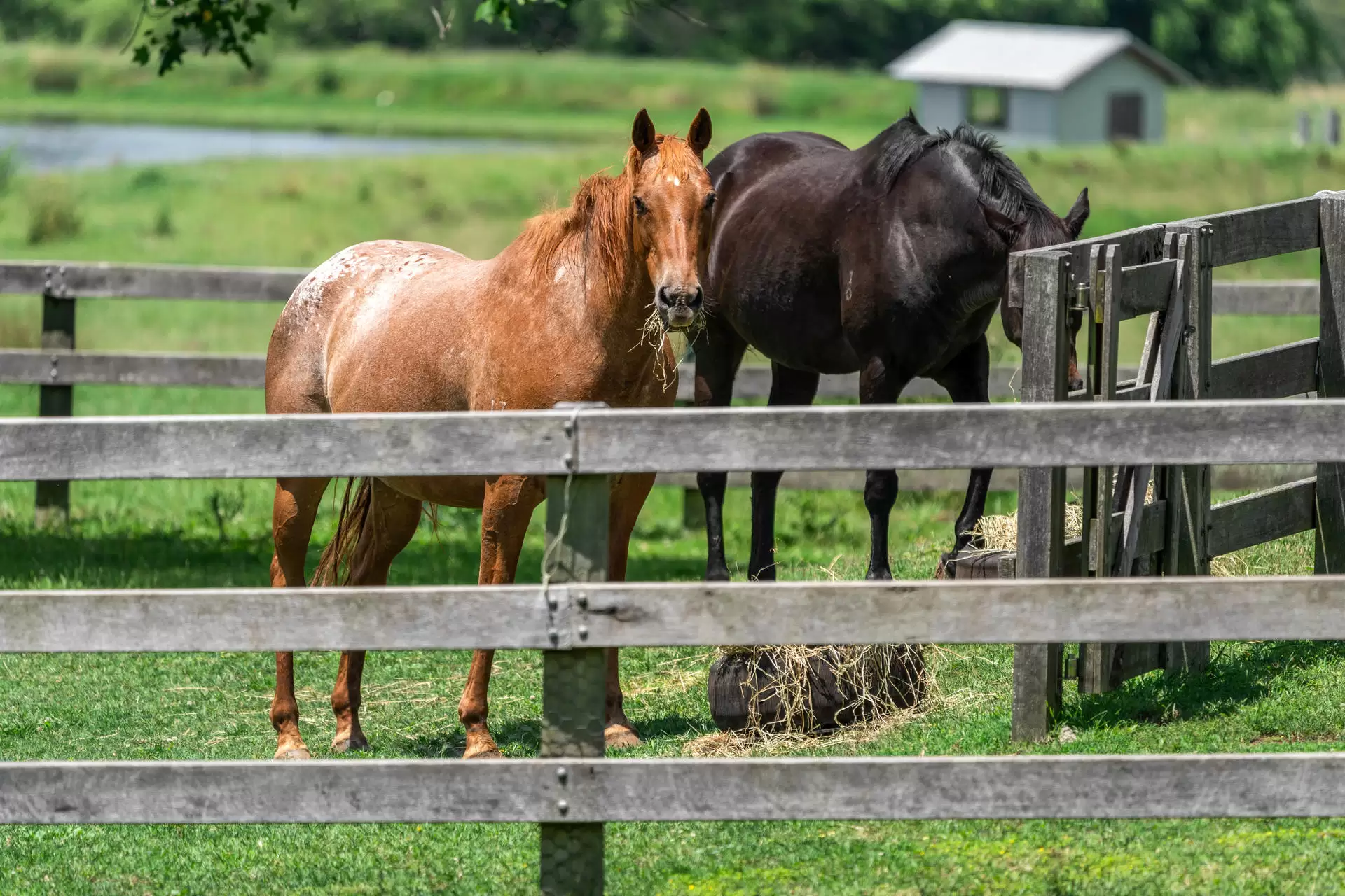 Glenquarry For Sale by Drew Lindsay Sotheby's International Realty - image 13