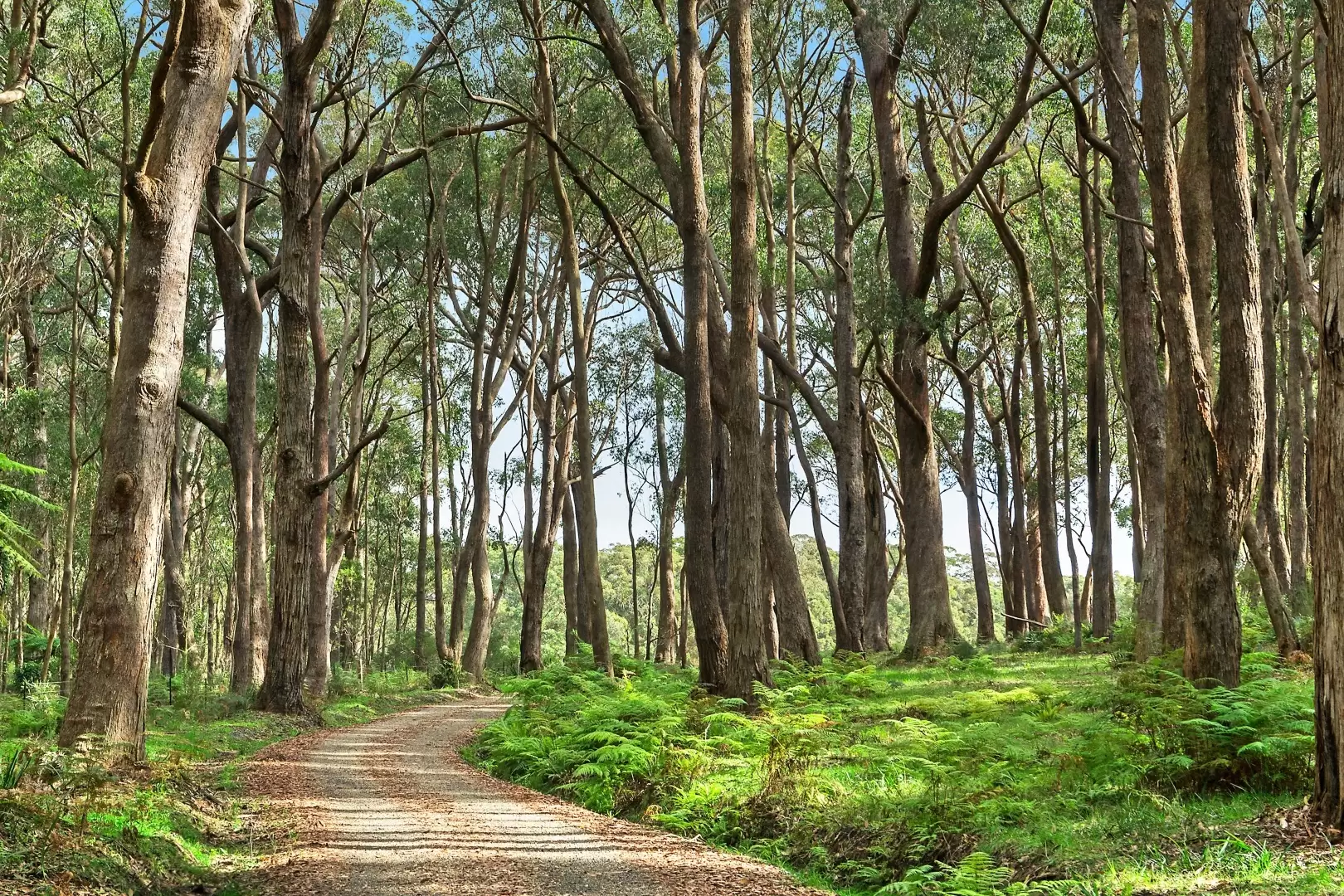 51 Shierlaw Road, Robertson For Sale by Drew Lindsay Sotheby's International Realty - image 17