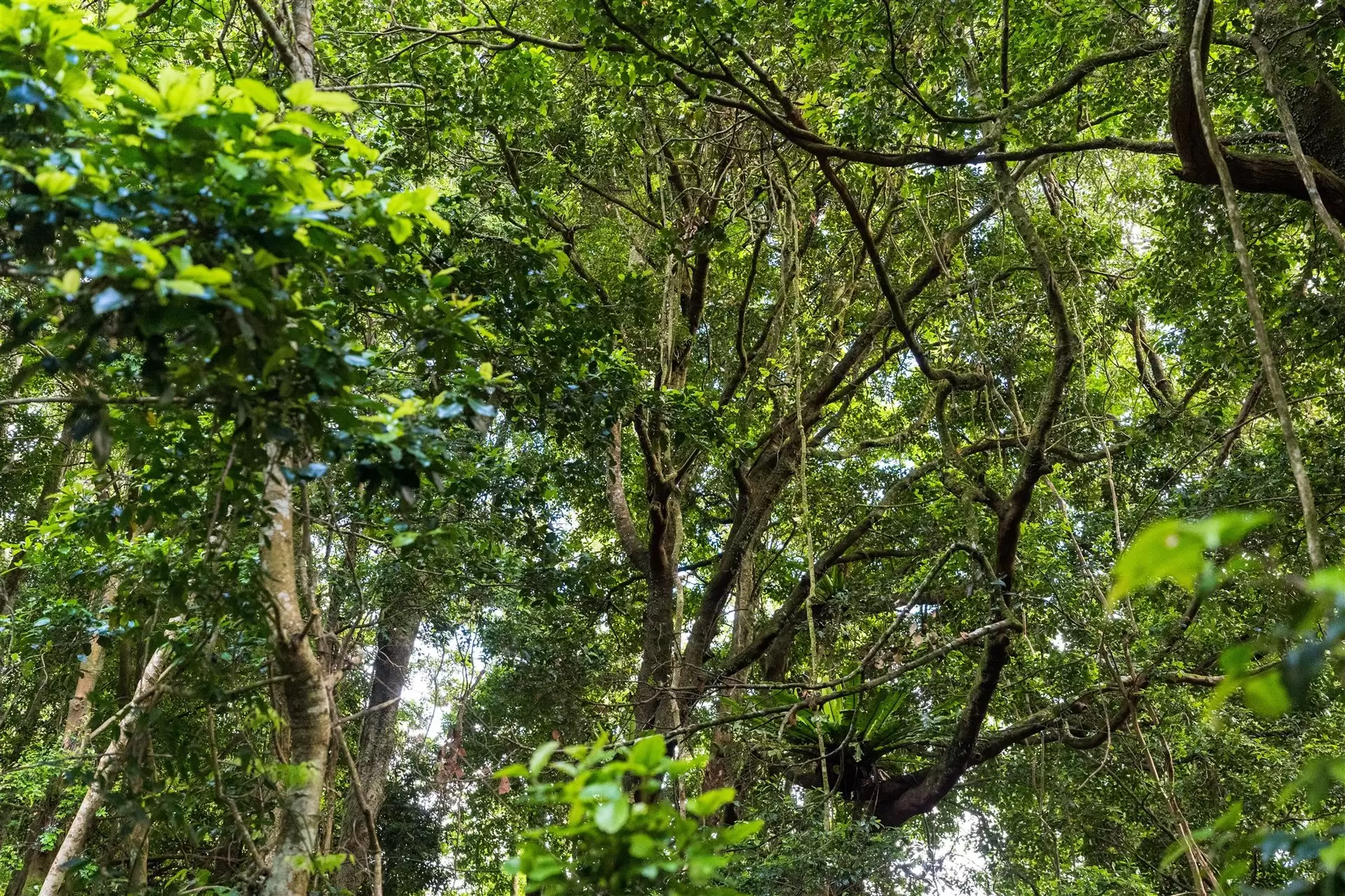 71 Nuninuna Drive, Jamberoo For Sale by Drew Lindsay Sotheby's International Realty - image 8