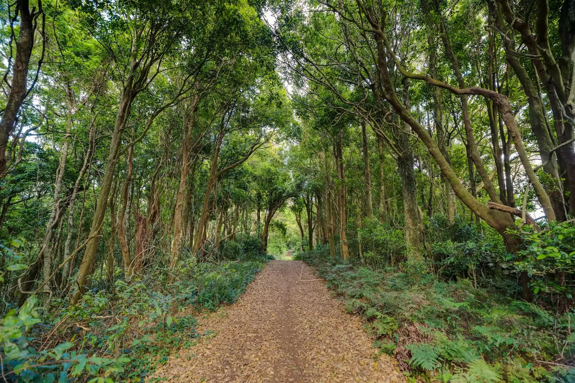 71 Nuninuna Drive, Jamberoo For Sale by Drew Lindsay Sotheby's International Realty - image 6