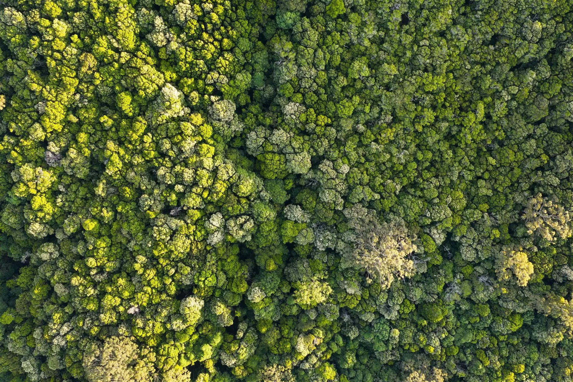 71 Nuninuna Drive, Jamberoo For Sale by Drew Lindsay Sotheby's International Realty - image 11