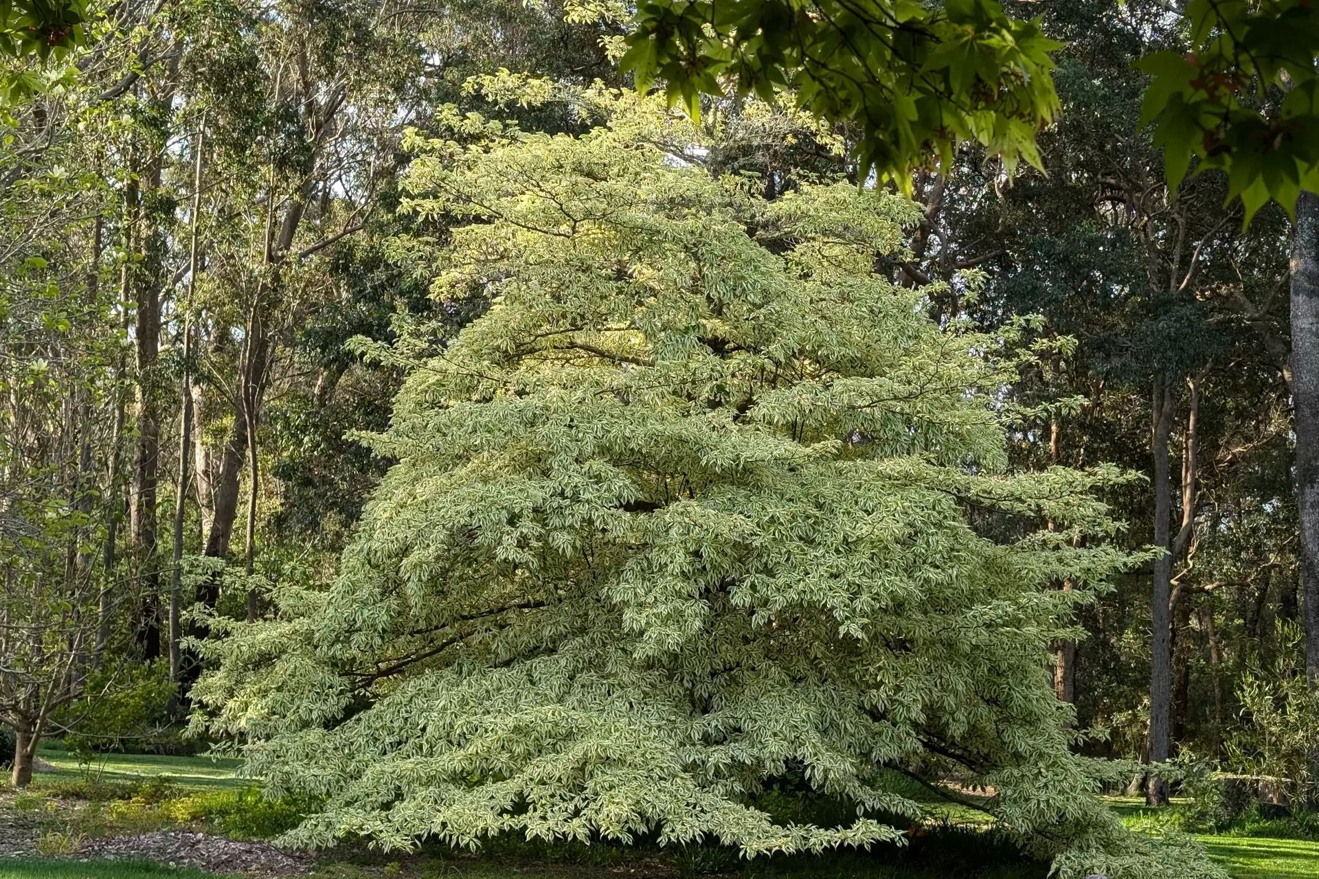 11 Evelyn Avenue, Bundanoon For Sale by Drew Lindsay Sotheby's International Realty - image 28