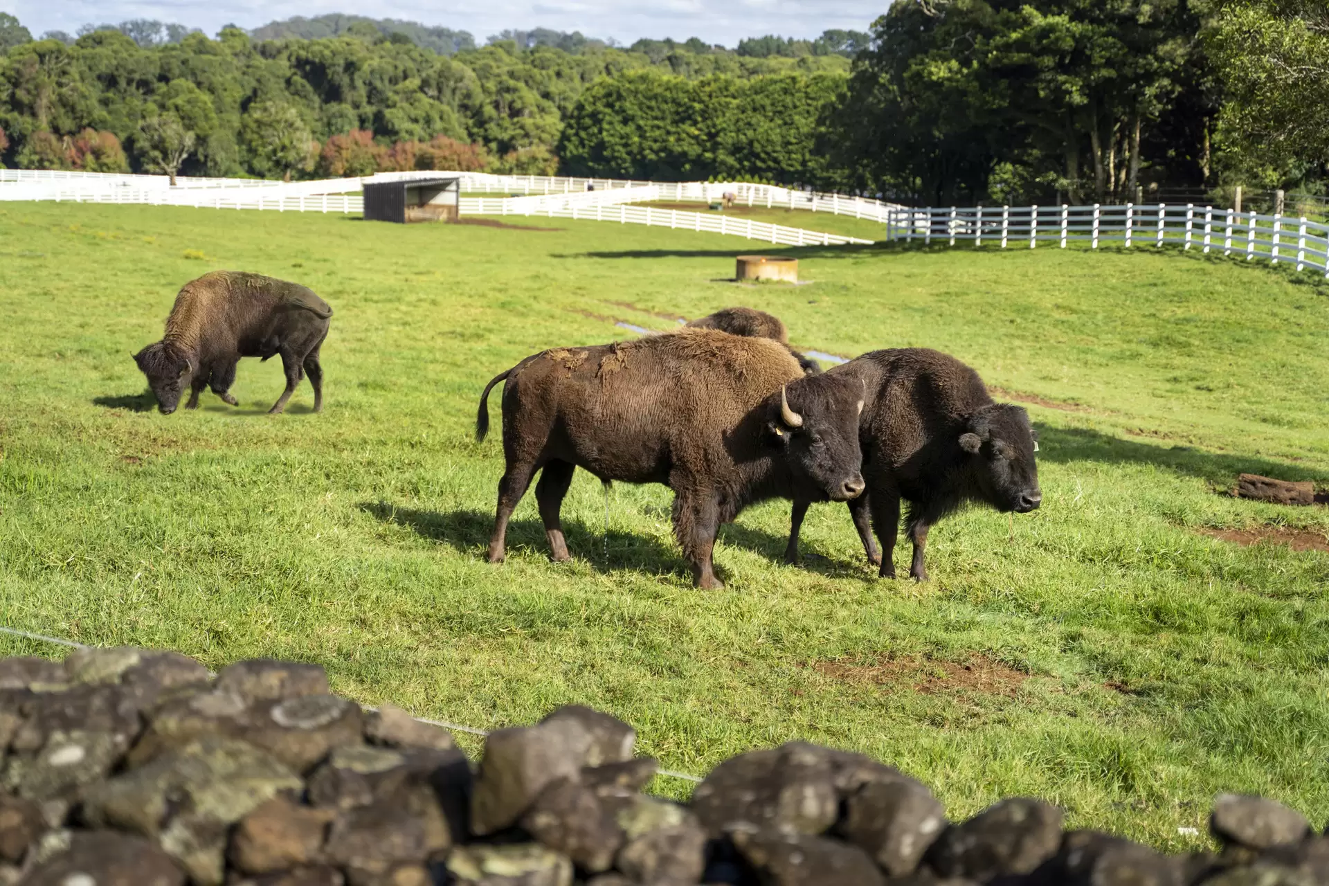 101 Pearsons Lane, Robertson For Sale by Drew Lindsay Sotheby's International Realty - image 24