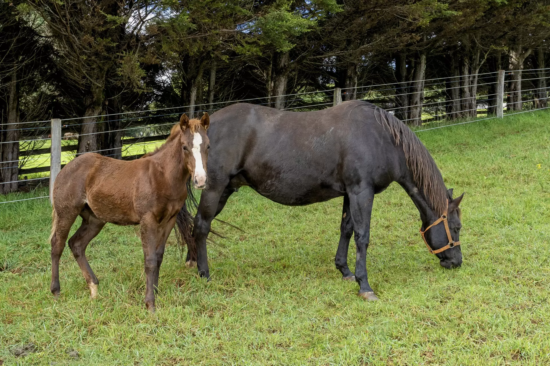 101 Pearsons Lane, Robertson For Sale by Drew Lindsay Sotheby's International Realty - image 20
