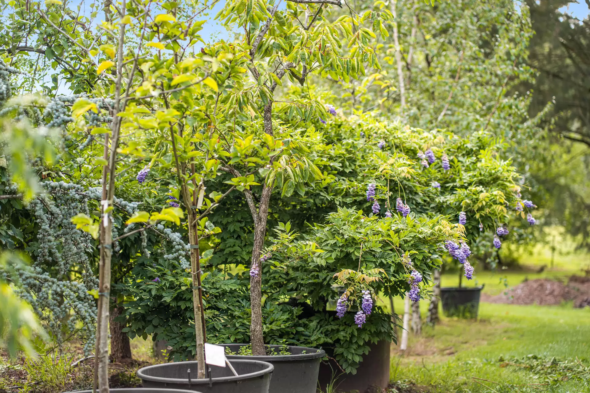 41 Oxleys Hill Road, Bowral For Sale by Drew Lindsay Sotheby's International Realty - image 11